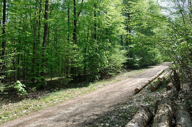 La forêt communale de Saint Pierre Les Elbeuf