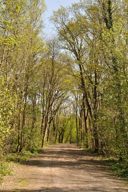 Forêt communale de Saint-Pierre-LÃƒÂƒÃ‚ÂƒÃƒÂ‚ÃƒÂ‚Ã‚Â¨Â¨s-Elbeuf