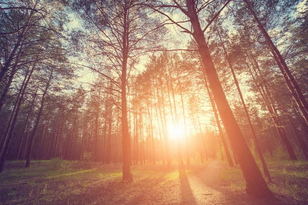 Forêt de conifères au lever ou au coucher du soleil