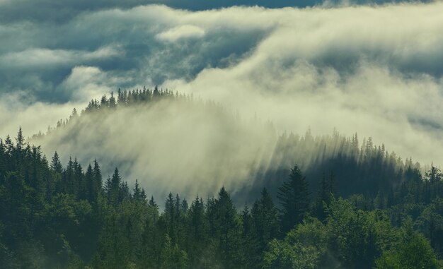 Forêt avec les conifères dans la brume