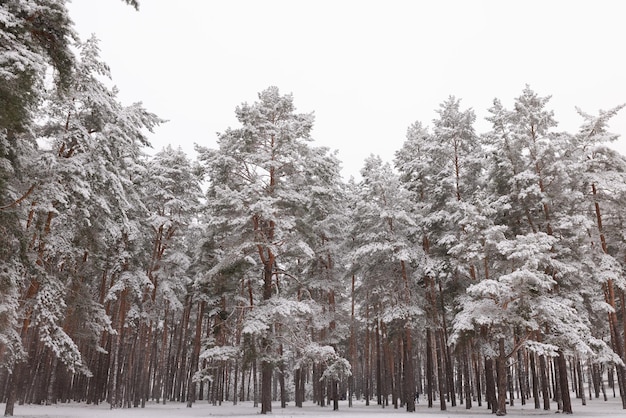 Forêt de conifères dans la neige le concept de mauvais temps de chutes de neige