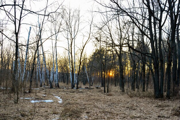 Forêt de conifères éclairée par le soleil du soir un jour de printemps. Coucher de soleil. Début du printemps.