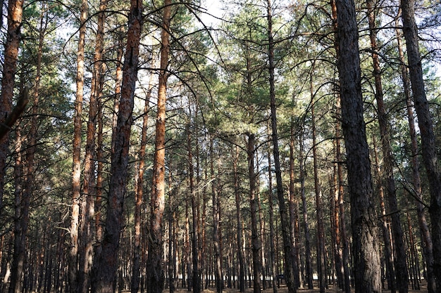 Forêt de conifères, épinettes hautes, forêt d'épinettes intacte