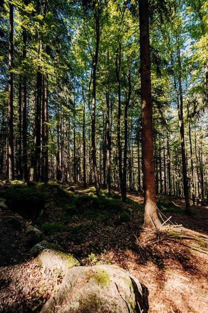 Forêt de conifères d'été ensoleillé Rayons du soleil à travers les bois dans le paysage forestier du parc national de Sumava République tchèque