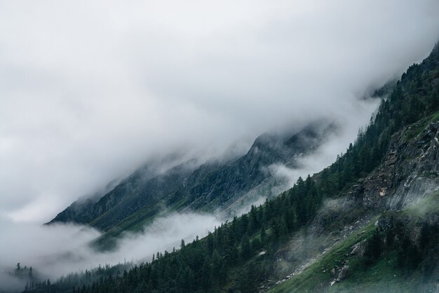 Forêt de conifères à flanc de montagne parmi les nuages bas.