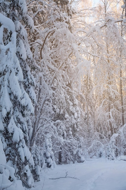 Forêt de conifères d'hiver après les chutes de neige paysage de jour glacial