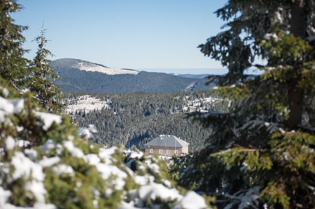 Forêt de conifères d'hiver de montagne