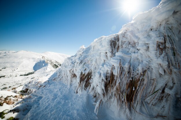 Forêt de conifères d'hiver de montagne