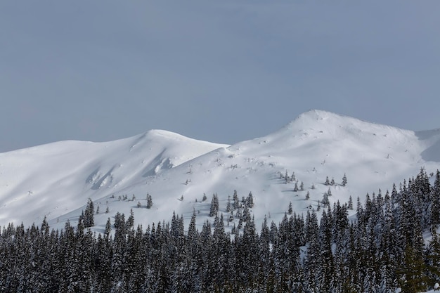 Forêt de conifères d'hiver sur un versant de montagne dans un léger brouillard