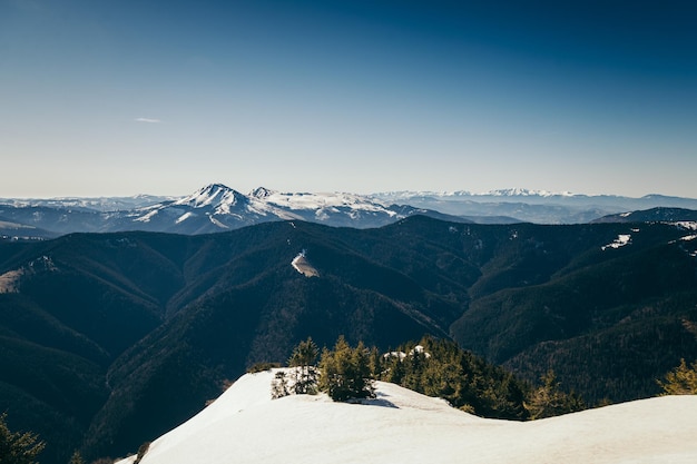 Forêt de conifères des montagnes dans la neige printemps hiver