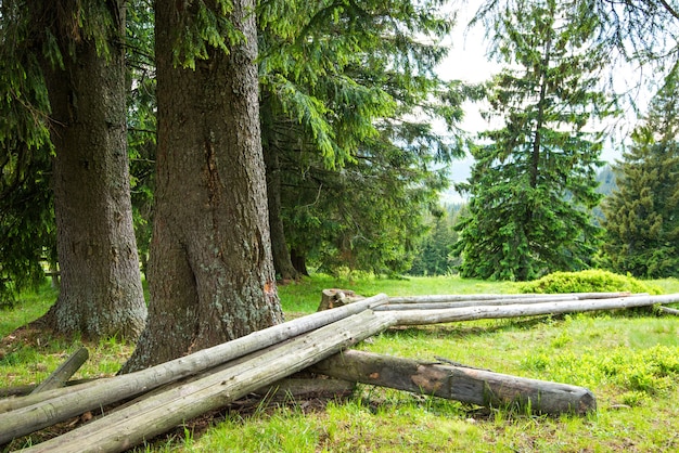 Forêt de conifères mystique dense poussant sur les collines situées à côté de poutres sciées sur une chaude journée d'été ensoleillée