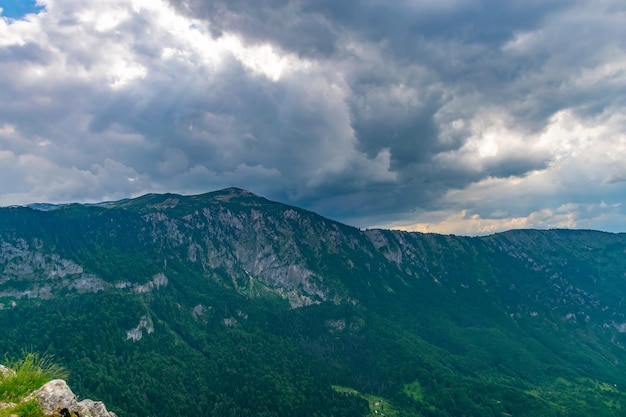 La forêt de conifères pousse sur la pente du canyon