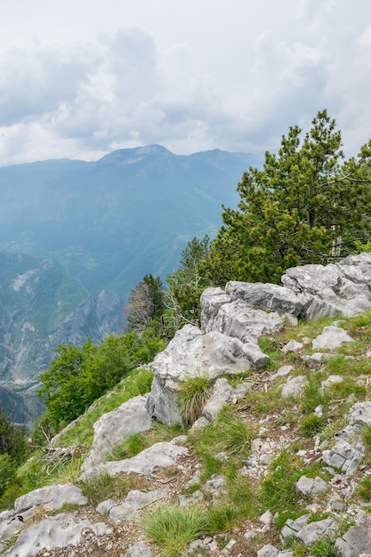 La forêt de conifères pousse sur le versant d'une haute montagne.