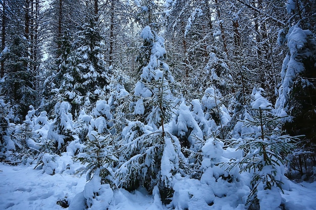 forêt de conifères recouverte de fond de givre, arbres de neige de paysage d'hiver