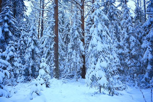 forêt de conifères recouverte de fond de givre, arbres de neige de paysage d'hiver