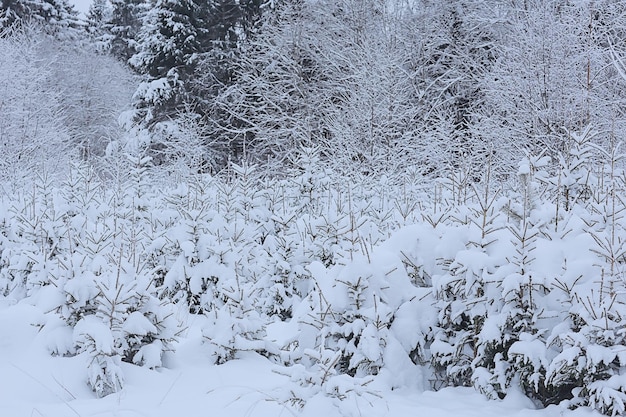 forêt de conifères recouverte de fond de givre, arbres de neige de paysage d'hiver