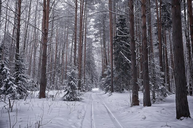 forêt de conifères recouverte de fond de givre, arbres de neige de paysage d'hiver