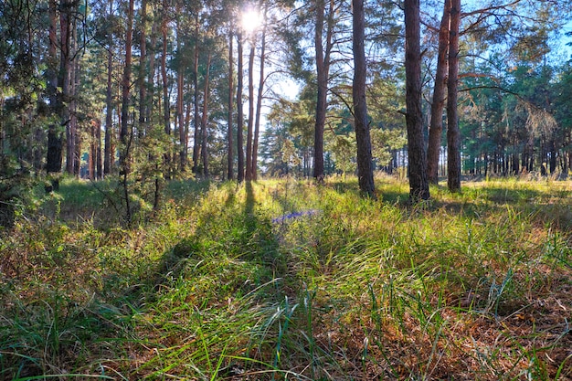 Forêt de conifères verts