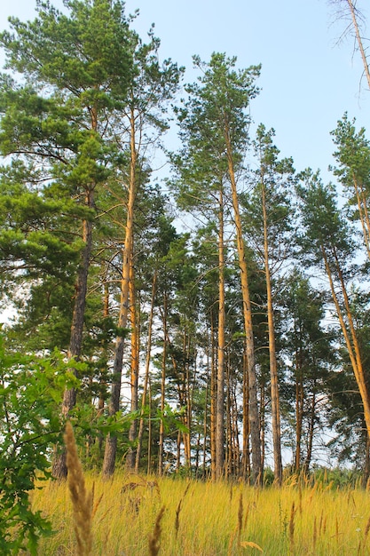 Forêt de conifères