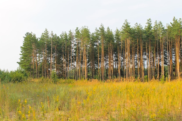 Forêt de conifères