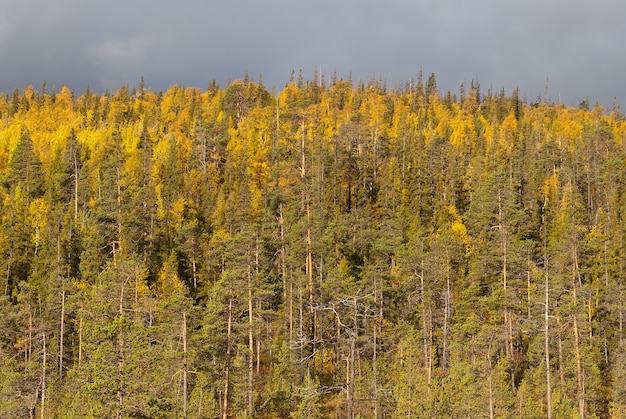 Forêt de conifères