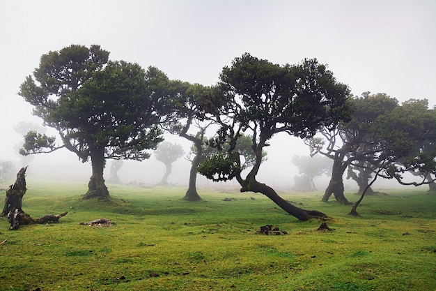 Forêt de conte de fées sur l'île de Madère Arbres dans le brouillard Belle vue