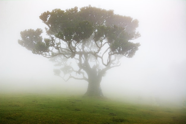 Forêt de conte de fées sur l'île de Madère Arbres dans le brouillard Belle vue