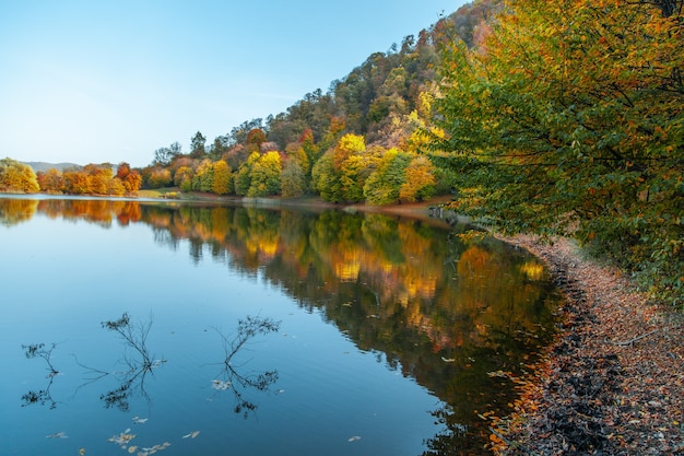 Forêt à côté du paysage du lac