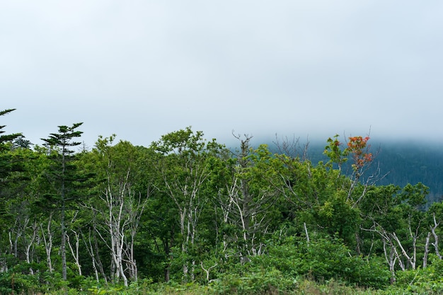 Forêt côtière d'arbres nains sur la pente du volcan sur l'île de Kunashir par temps nuageux