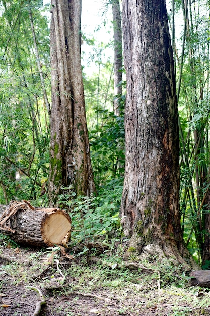 Forêt coupée