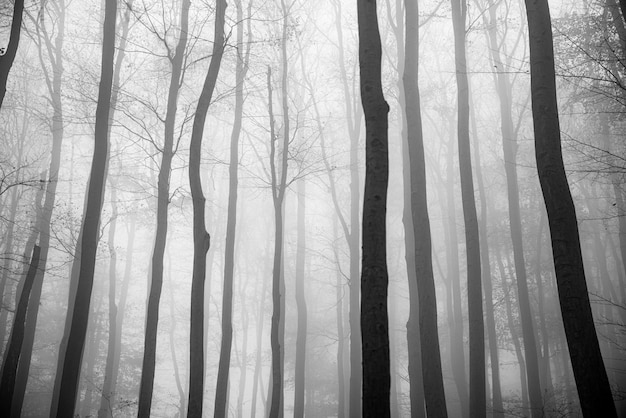 Forêt couverte d'arbres et de brouillard en automne pendant la journée - parfait pour les papiers peints