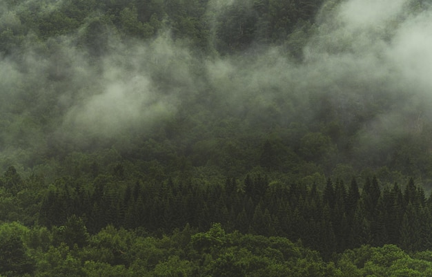 Forêt couverte de brouillard matinal