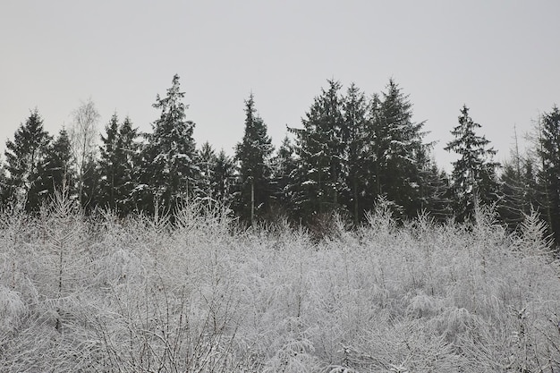 Forêt couverte de neige au Danemark. Paysage d'hiver