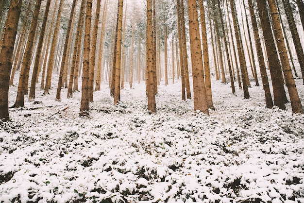 Forêt couverte de neige, troncs de sapins, hiver en Allemagne paysage givré en hiver, climat