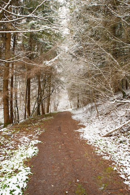 Forêt couverte de neige, troncs de sapins, hiver en Allemagne paysage givré en hiver, climat