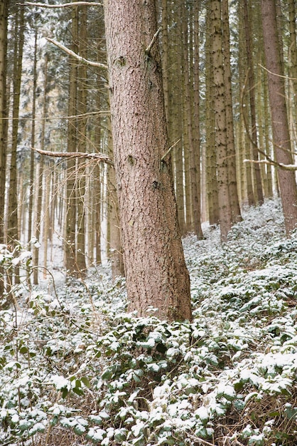 Forêt couverte de neige, troncs de sapins, hiver en Allemagne paysage givré en hiver, climat