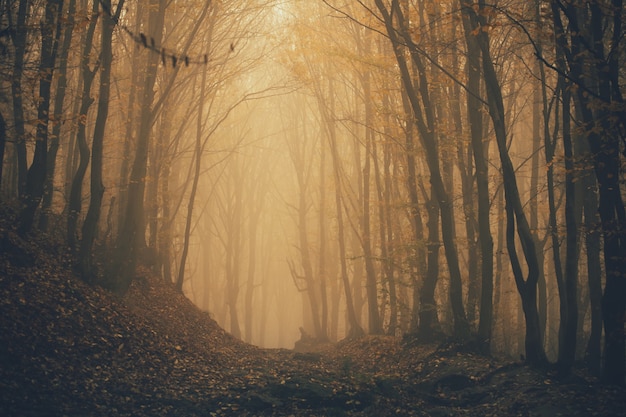 Forêt dans le brouillard avec de la brume. Bois à la recherche effrayante de fée dans un jour brumeux.