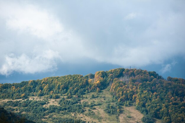 Forêt dans les carpates