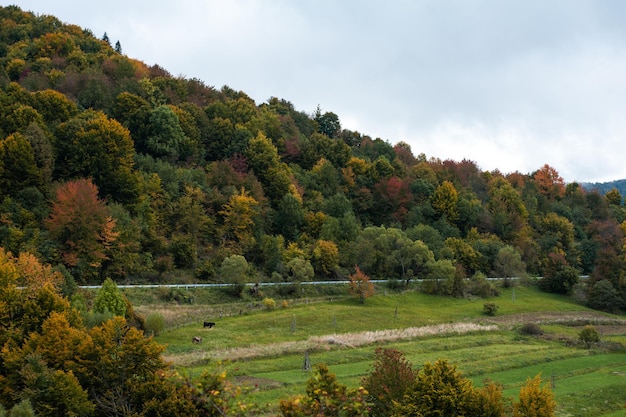 Forêt dans les carpates