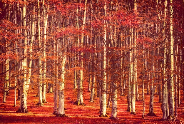 Photo la forêt dans les couleurs de l'automne