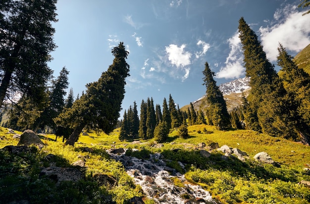 forêt dans la montagne