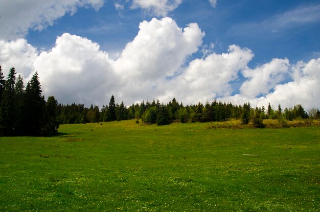 Forêt dans les montagnes d'été