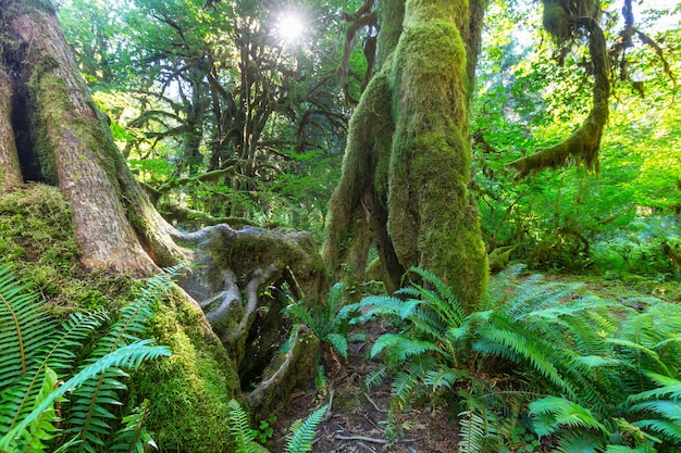 Forêt dans le parc national olympique, Washington