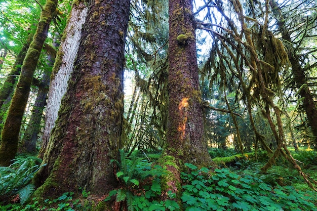 Forêt dans le parc national olympique, Washington