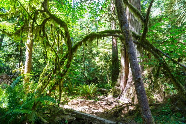 Forêt dans le parc national olympique, Washington