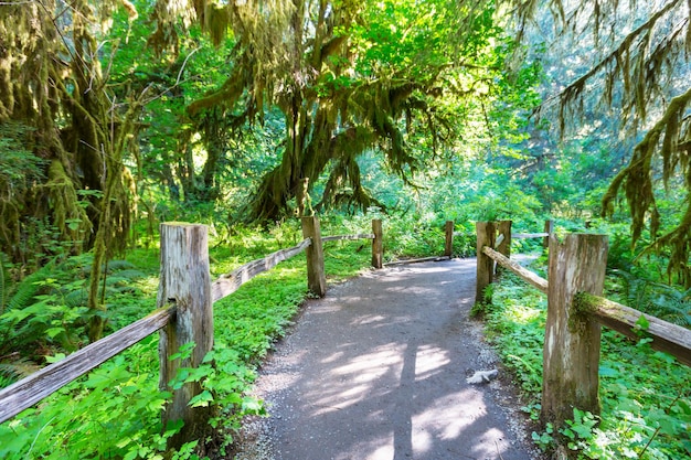 Forêt dans le parc national olympique, Washington