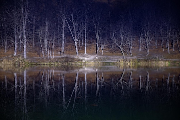 Forêt dans le reflet du lac