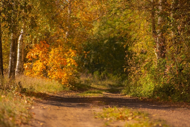 Forêt dans la route environnante Bois de conte de fées Chemin de terre à travers les arbres à feuillage d'automne