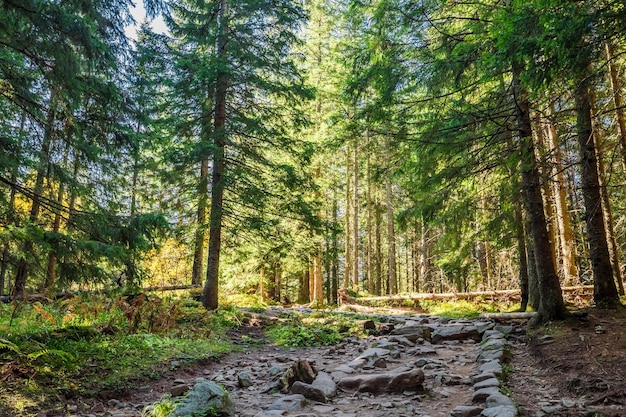 Forêt dans les Tatras en automne Pologne Faune en Pologne