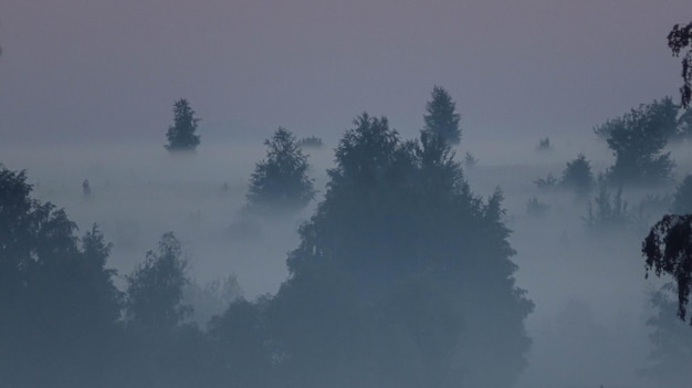 La forêt dans la vallée le matin est très brumeuse l'atmosphère a l'air effrayante ton sombre